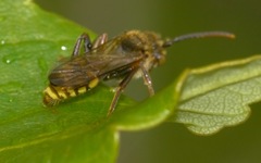 Nomada flava