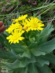 Euryops evansii