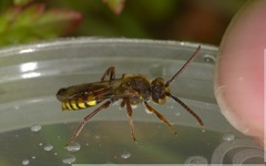 Nomada flava