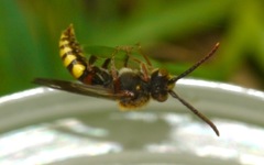 Nomada flava