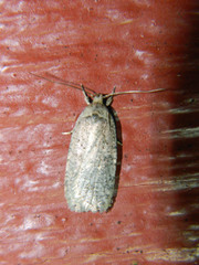 Agonopterix argillacea