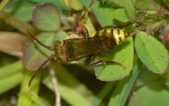 Nomada flava