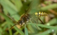 Nomada flava
