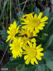 Euryops evansii