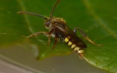 Nomada flava