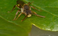 Nomada flava