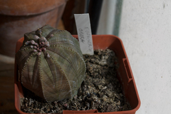 Euphorbia obesa