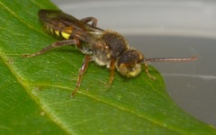 Nomada flava
