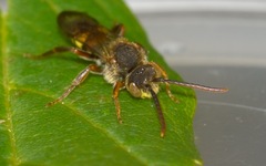 Nomada flava