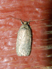 Agonopterix argillacea