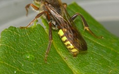 Nomada flava