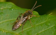 Nomada flava