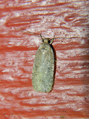 Agonopterix argillacea