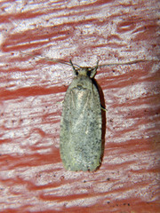 Agonopterix argillacea
