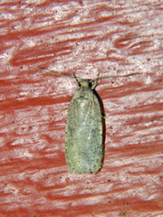 Agonopterix argillacea