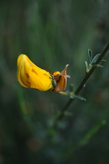 Polydrusus smaragdulus