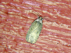 Agonopterix argillacea