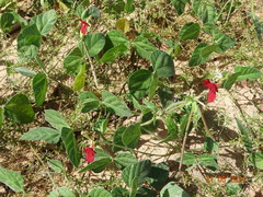 Macroptilium gracile