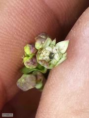 Alepidea woodii