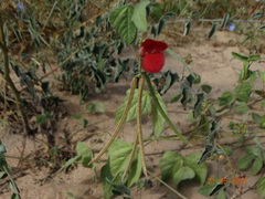 Macroptilium gracile