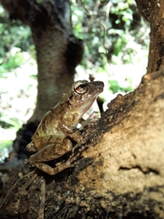 Pristimantis relictus