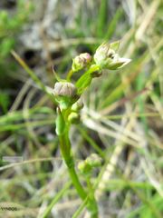 Alepidea woodii