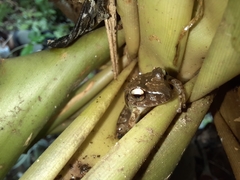 Pristimantis relictus