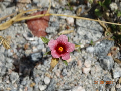 Sida castanocarpa
