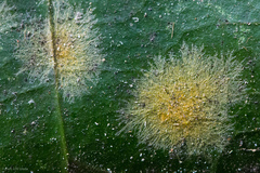 Cephaleuros lagerheimii