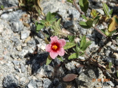 Sida castanocarpa