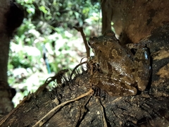 Pristimantis relictus