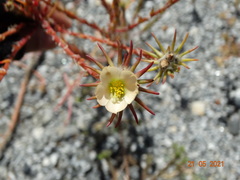 Portulaca elatior