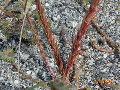 Portulaca elatior