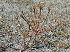 Portulaca elatior