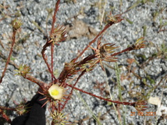 Portulaca elatior