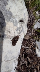 Prionotropis hystrix