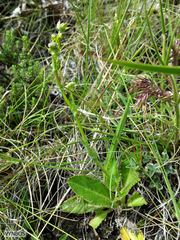 Alepidea woodii