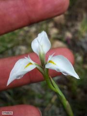 Moraea albicuspa