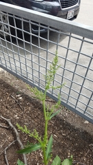 Rumex crispus