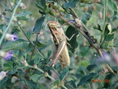 Schistocerca cancellata