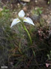 Moraea albicuspa