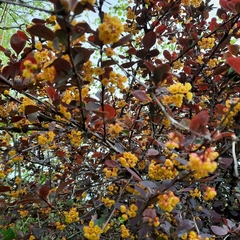 Berberis
