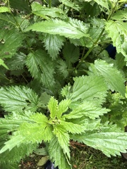 Urtica dioica