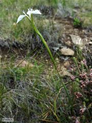 Moraea albicuspa
