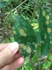 Cephaleuros lagerheimii