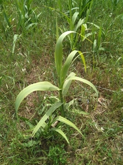 Arundo donax