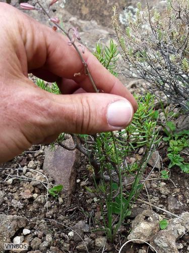 Trachyandra asperata
