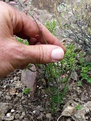 Trachyandra asperata