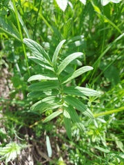 Polemonium caeruleum