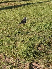 Corvus monedula